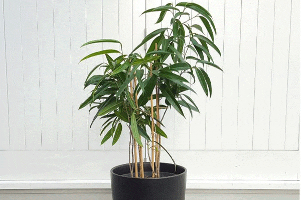 گیاه بنجامین آمستل